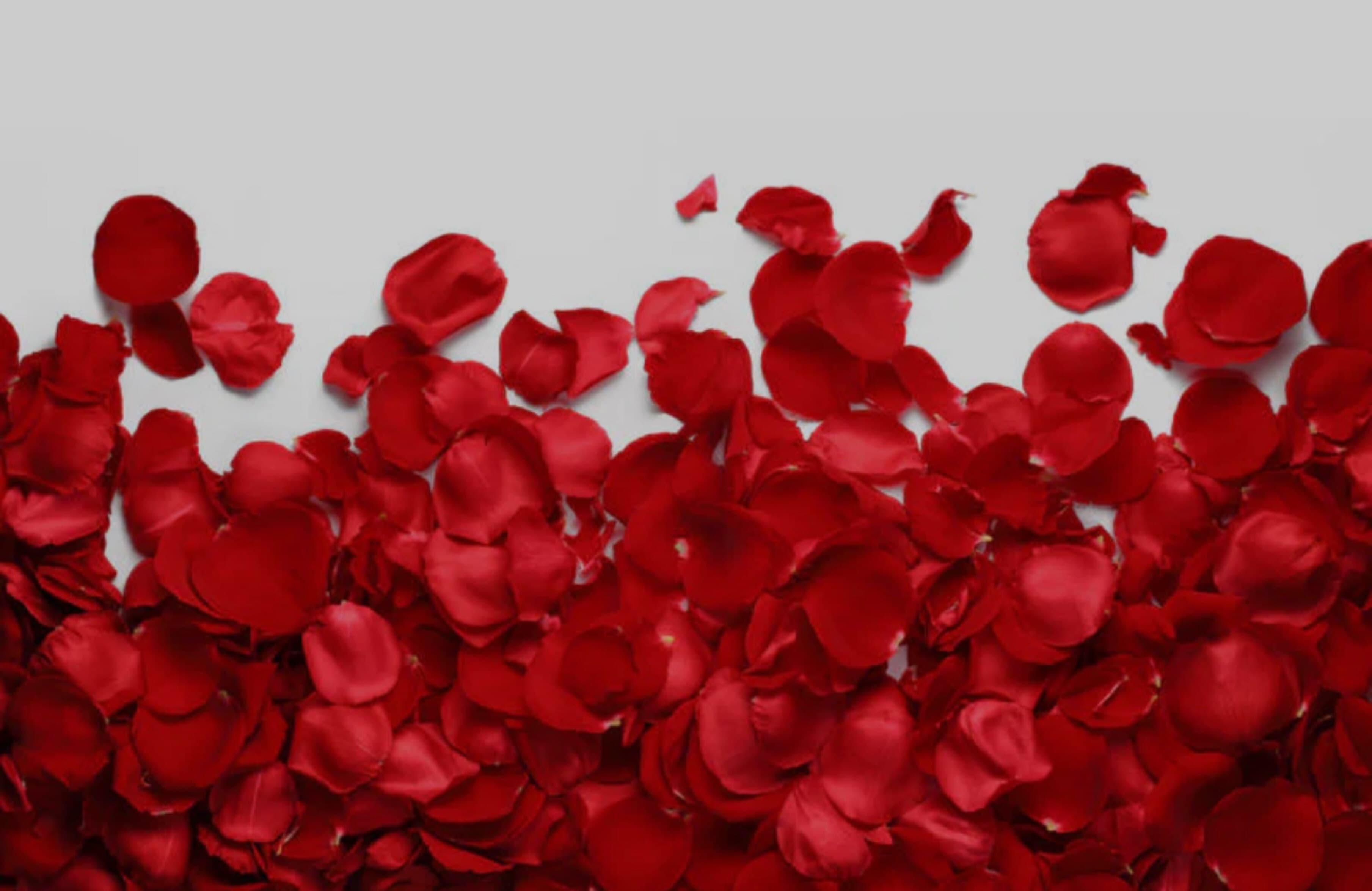 Ava Rose πΉ banner image