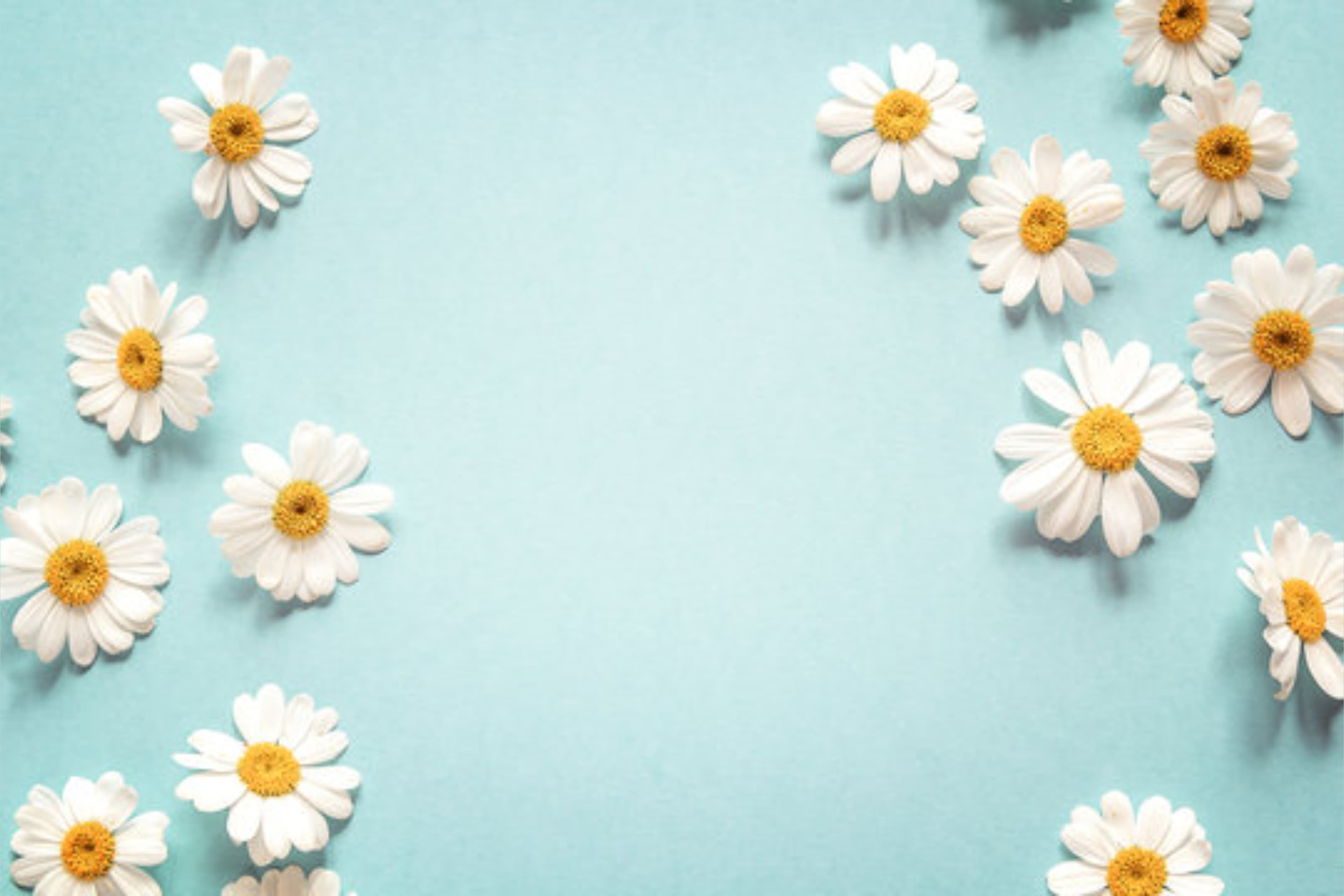 Daisy banner image