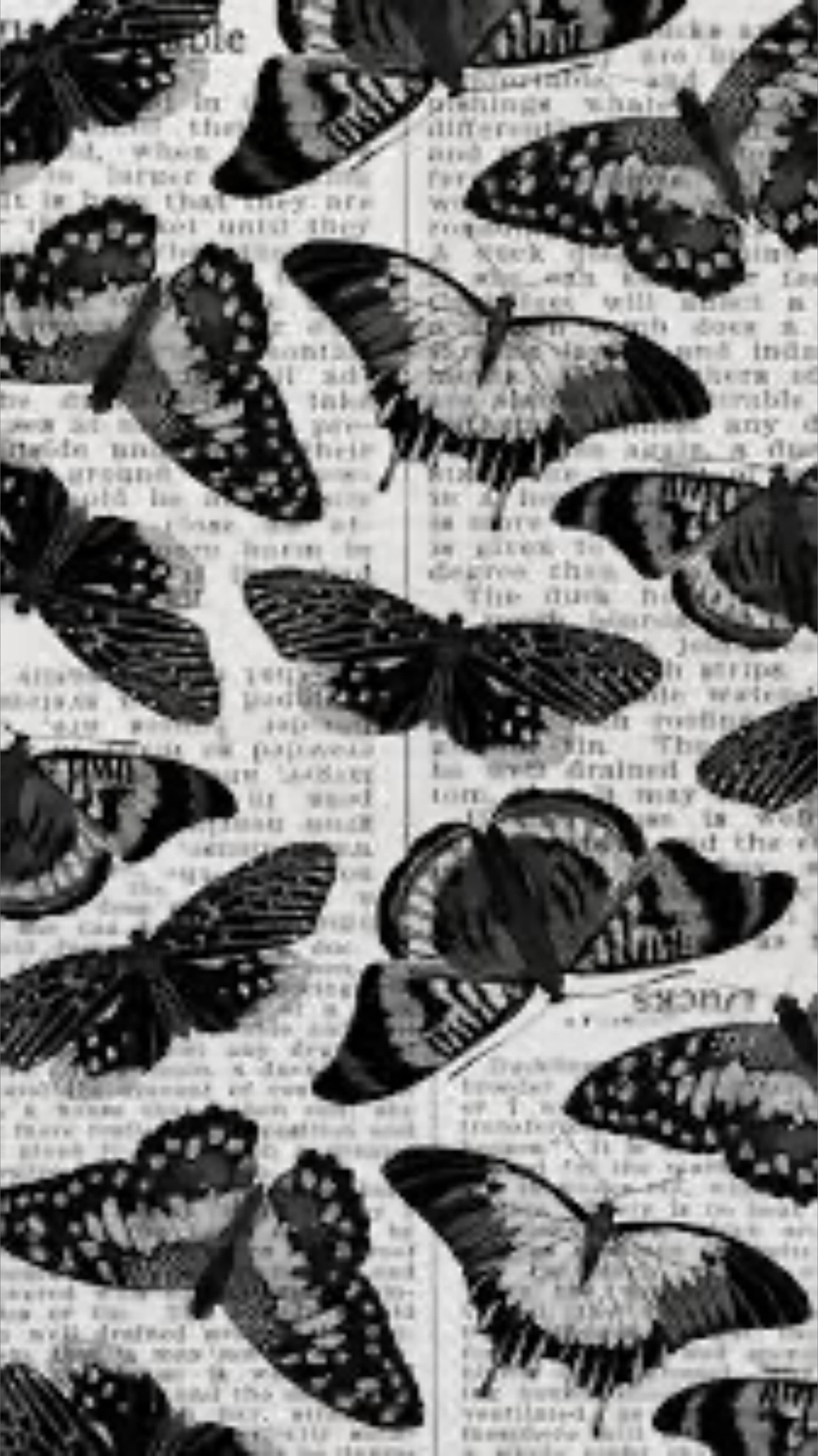 Lily Jean banner image