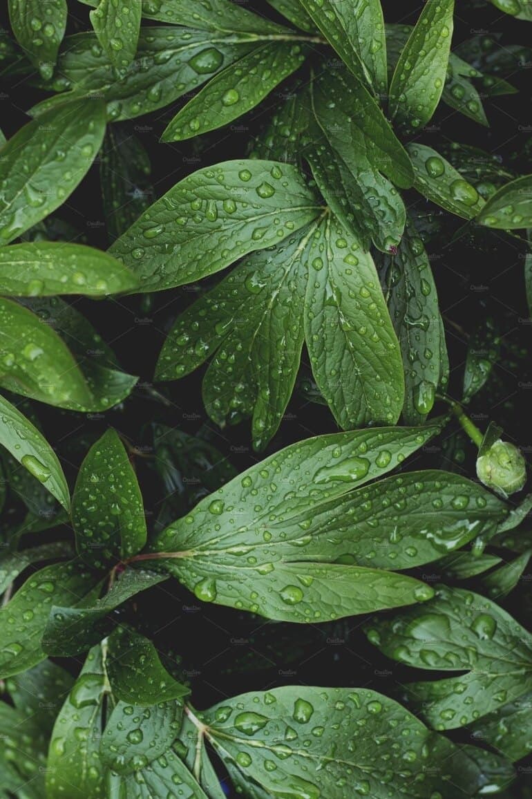 Daniss banner image