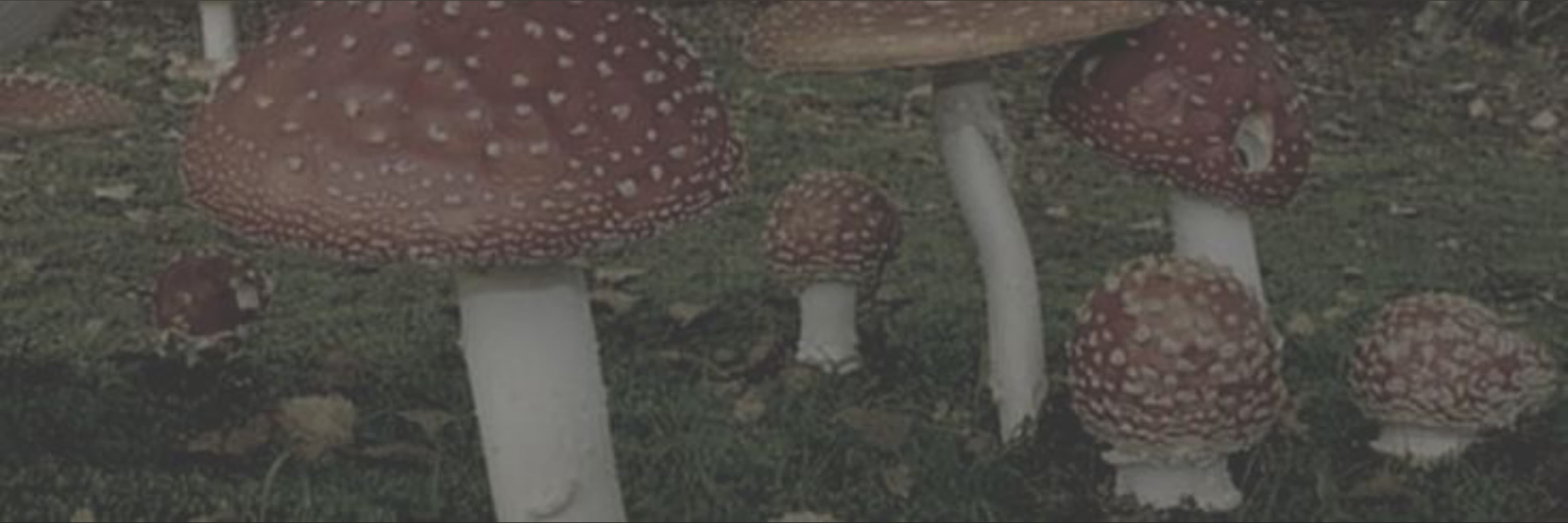 amber rose π₯ banner image