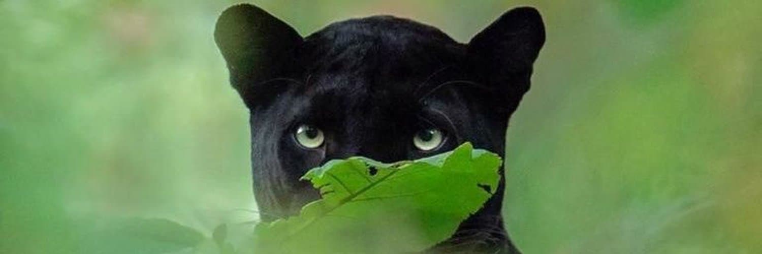 Lua Pantera 🐾 banner image