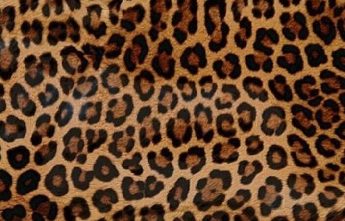 jennsfeet banner image
