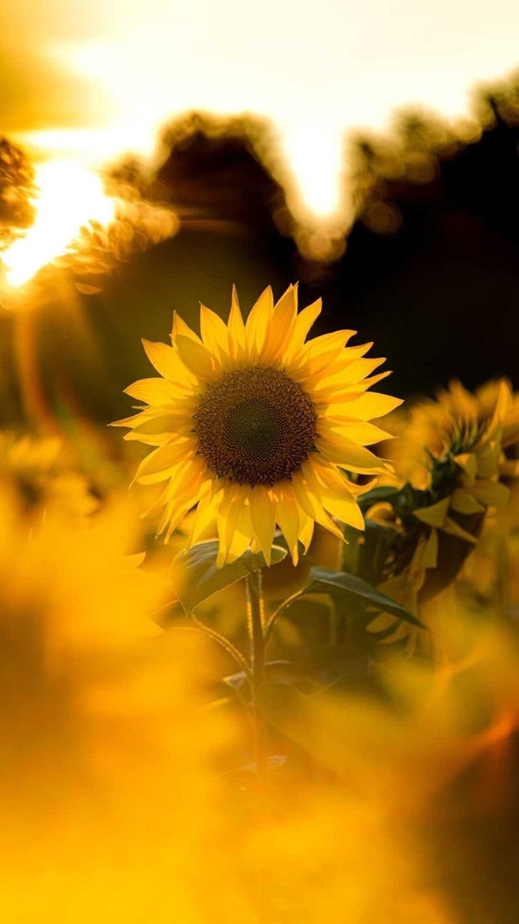 SunflowerGoddess banner image