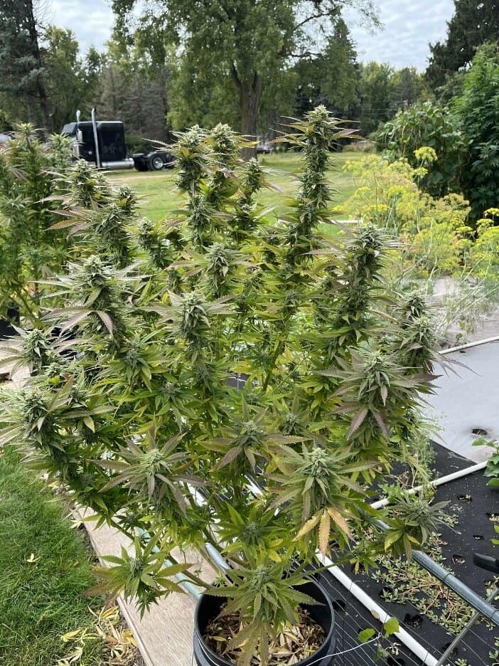 GBB_Smokes banner image