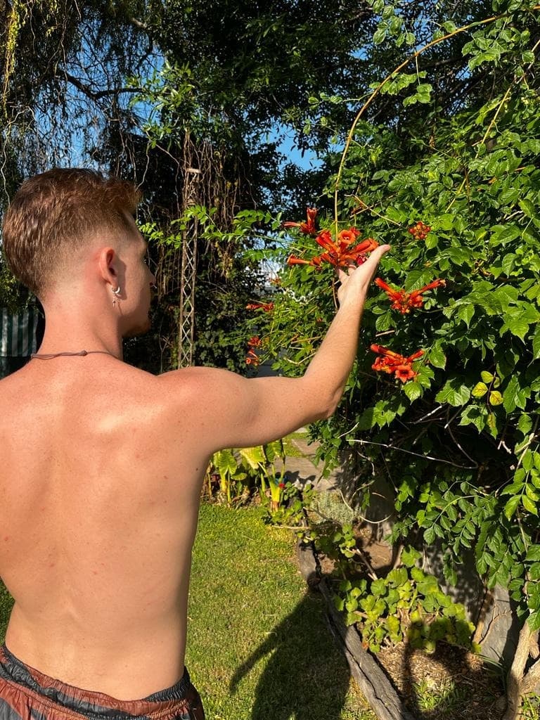 Latin_ginger banner image