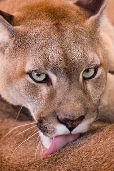 Cougar after dark π banner image