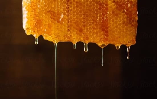 🍯Honey Bee🍯 banner image