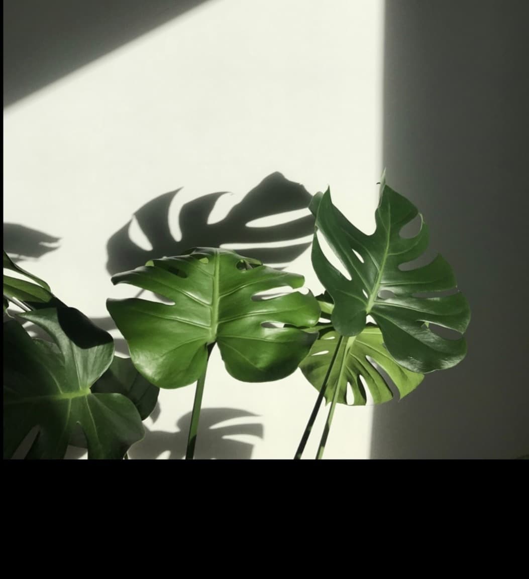 Sexxyasianfeet banner image