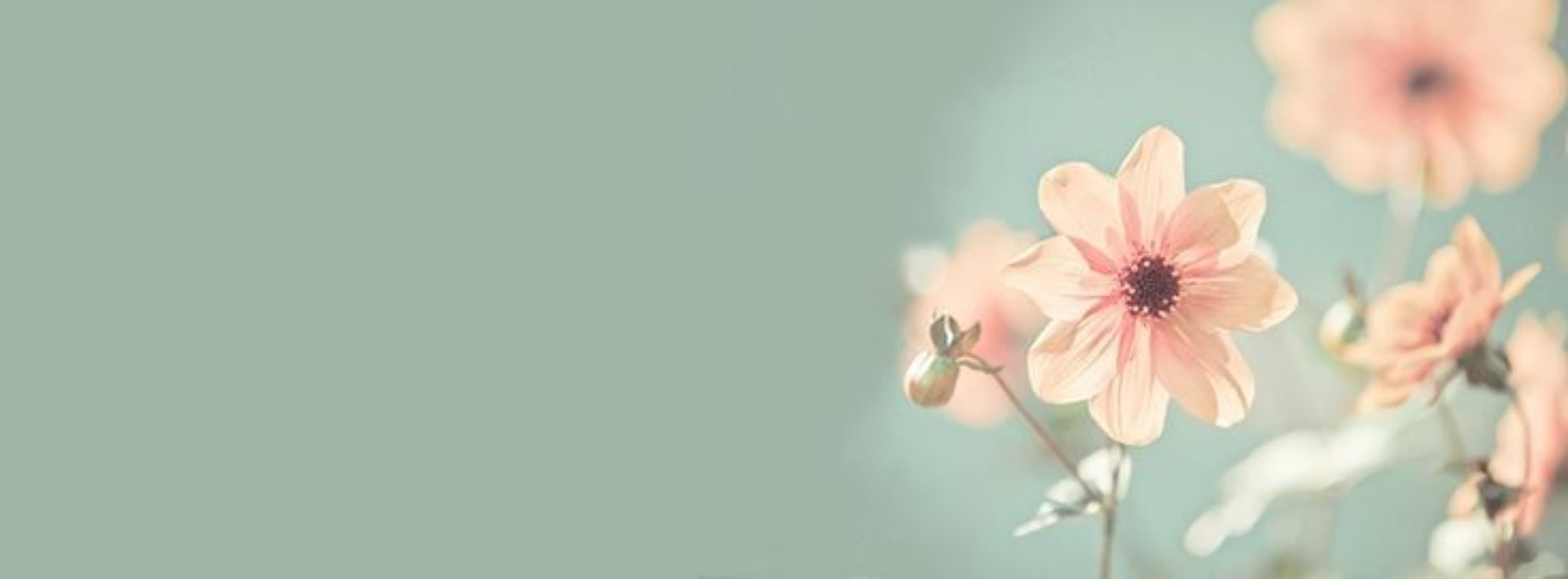 Iris ๐น๐ banner image