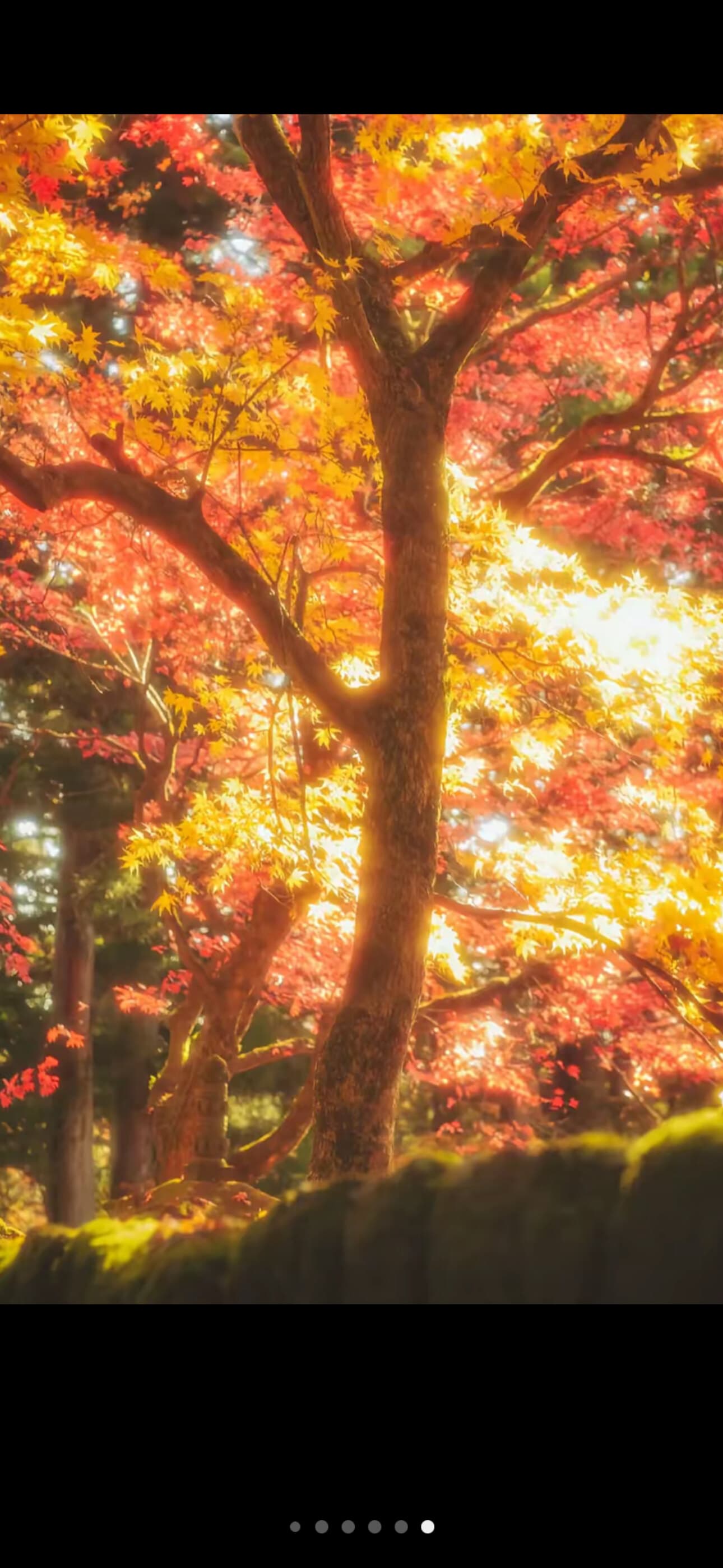 NoctisVe banner image