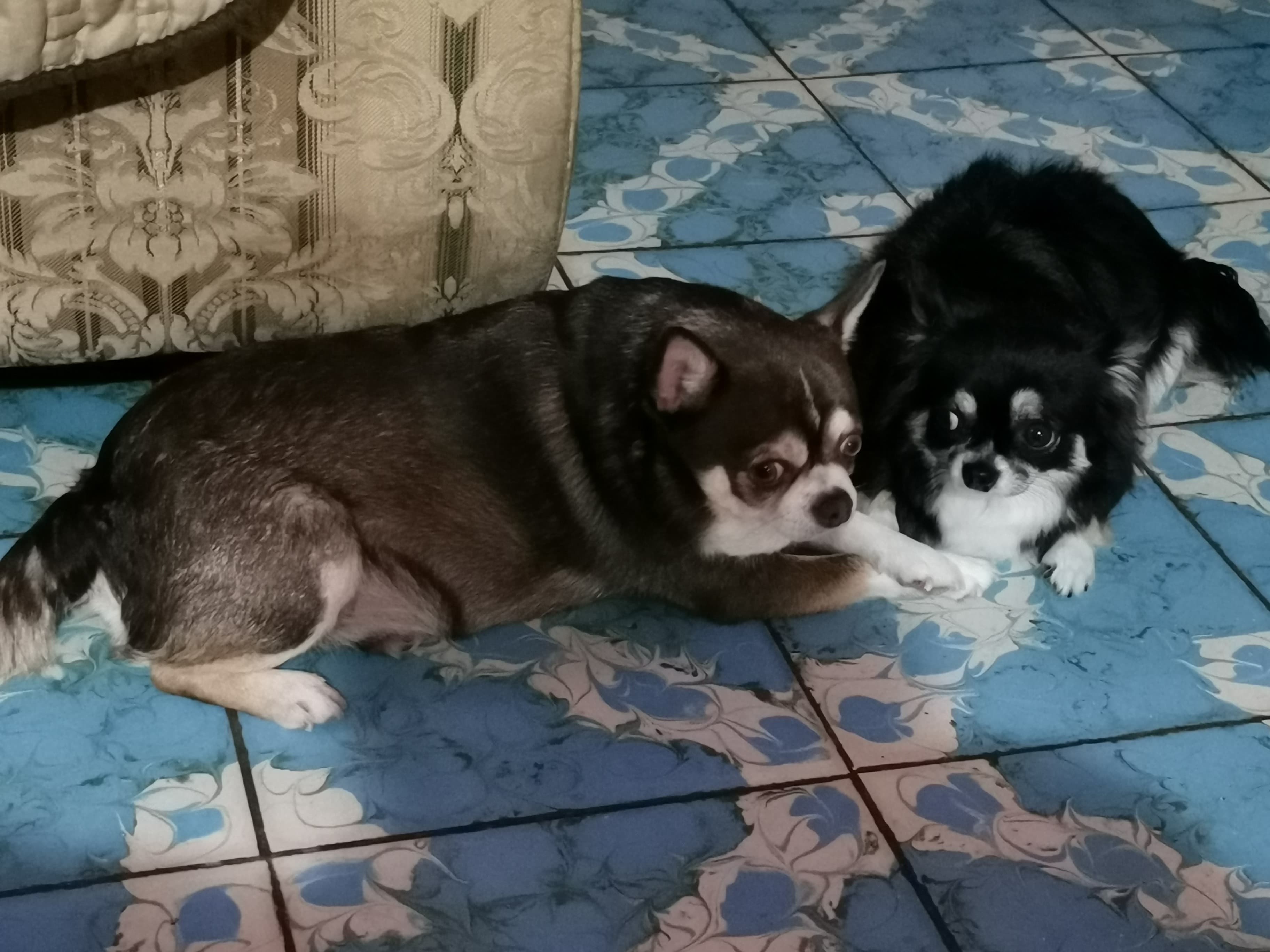 Aquiles y Nagini BR banner image