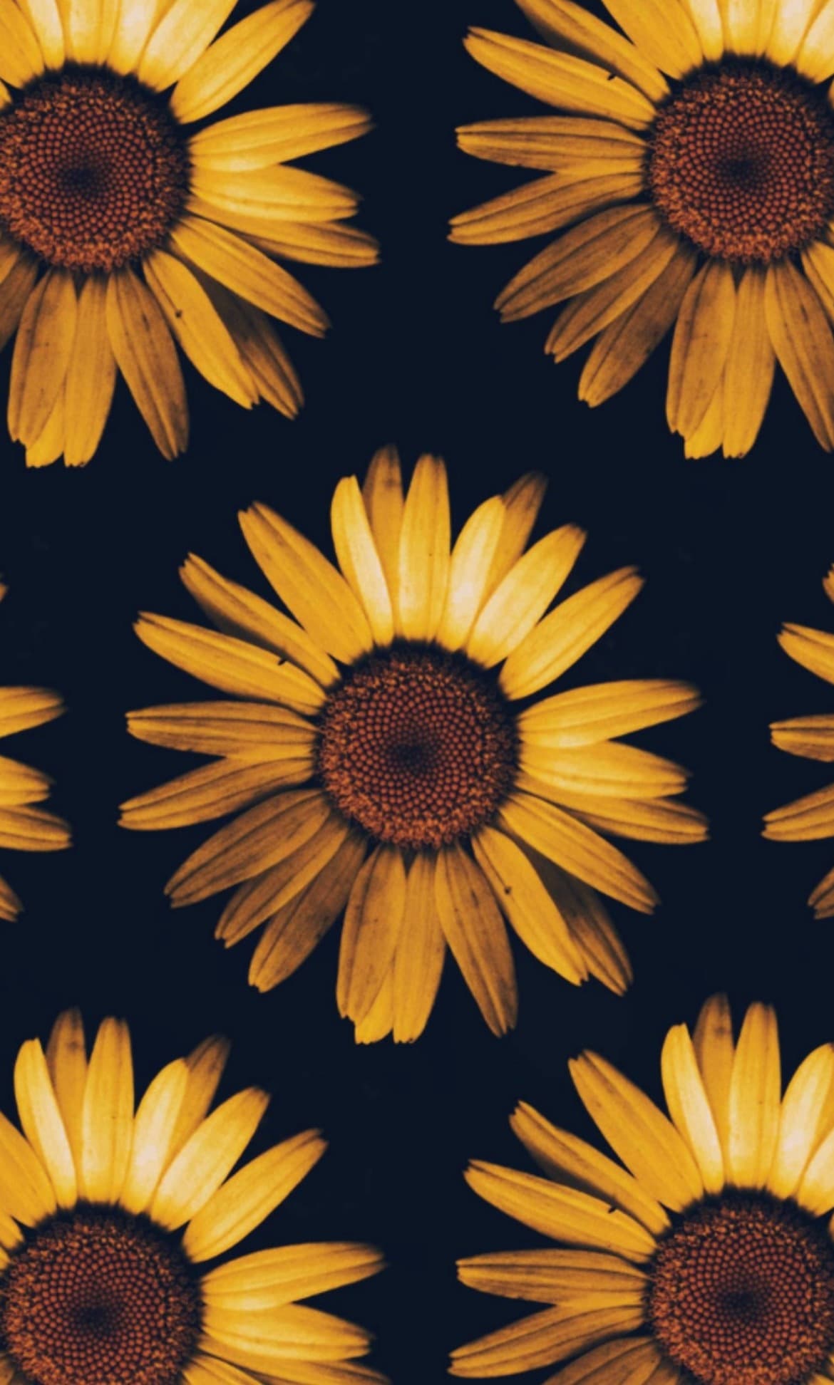 Tina banner image