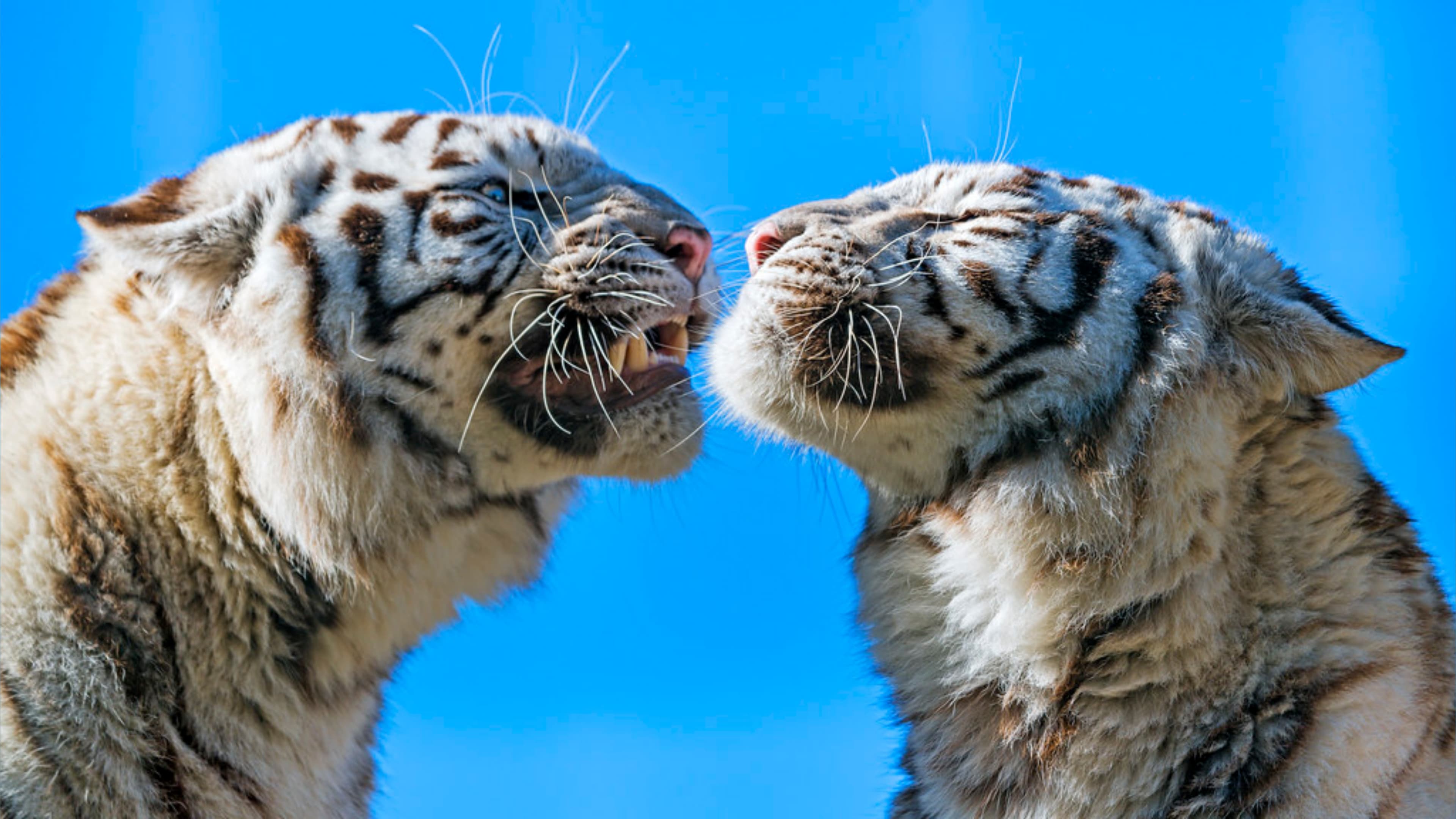 Whitetiger10 banner image