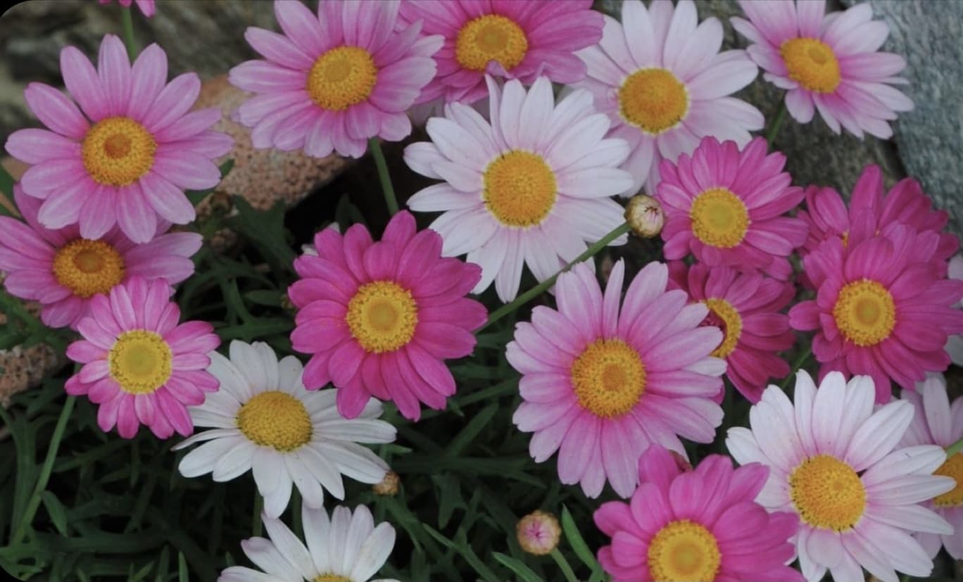 Daisy banner image