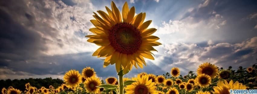 Sun Baby banner image