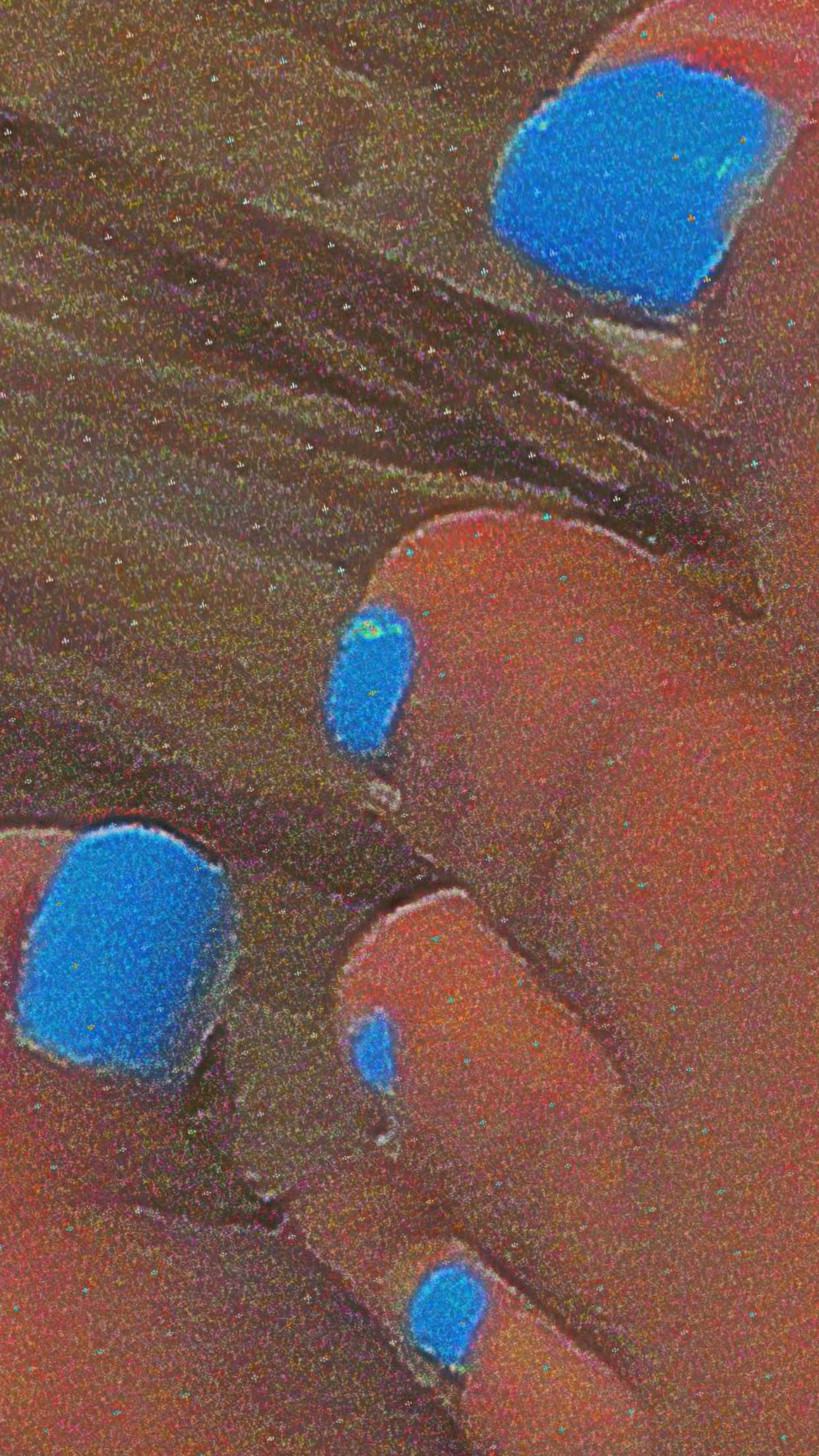 Chocolate Delight banner image