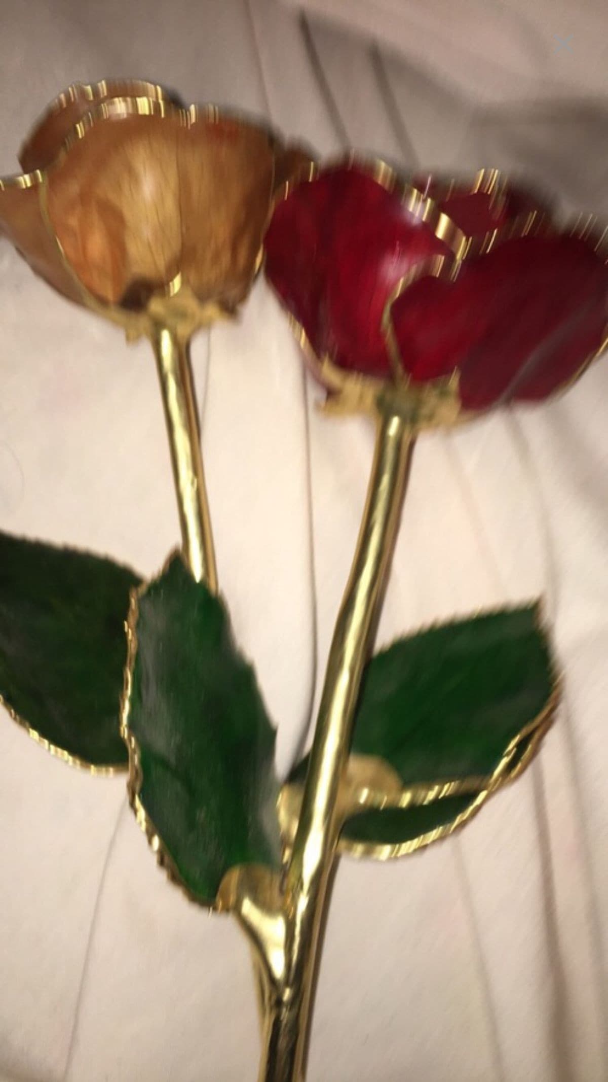 Latina Bbw banner image