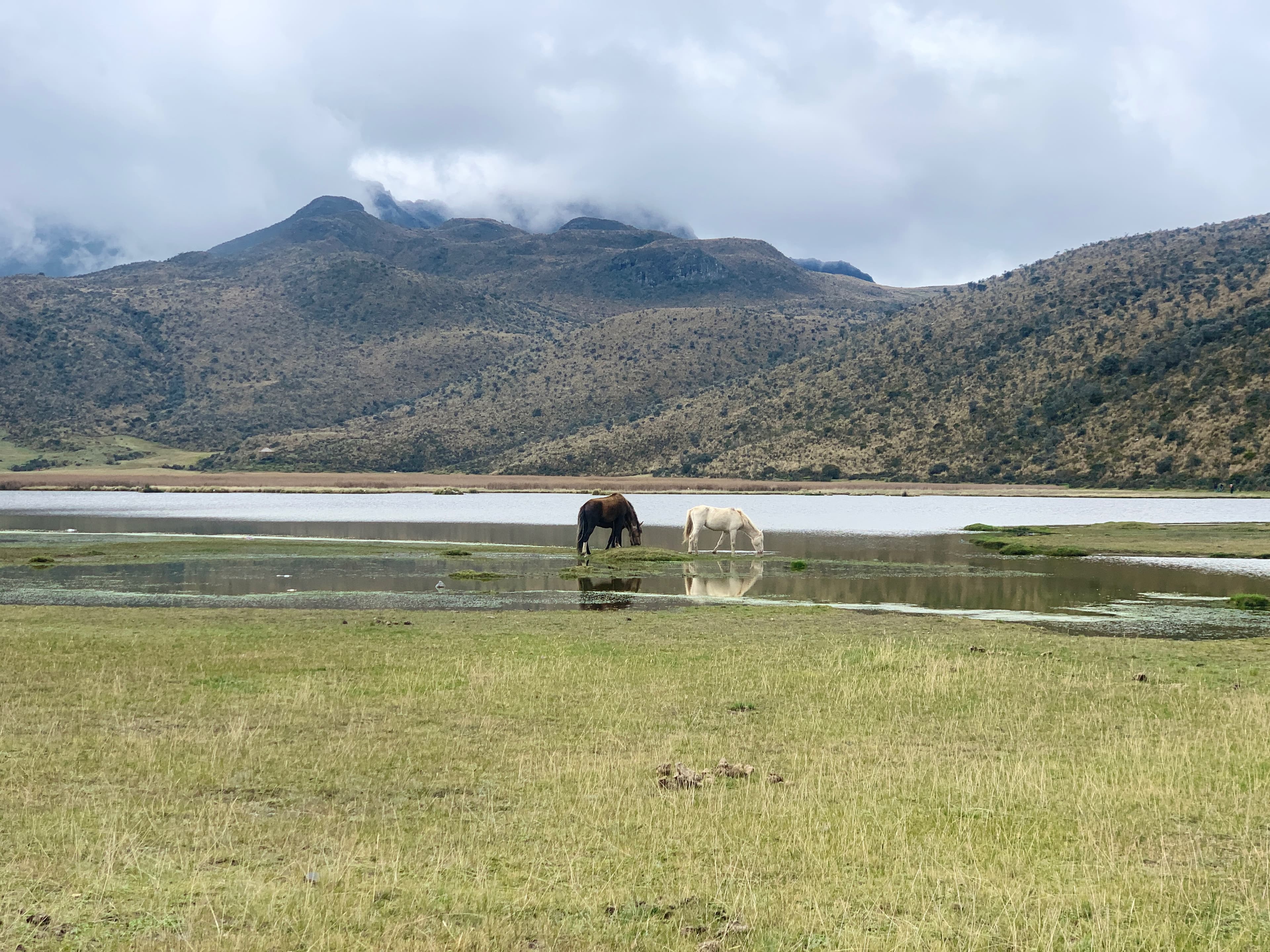 Minic banner image