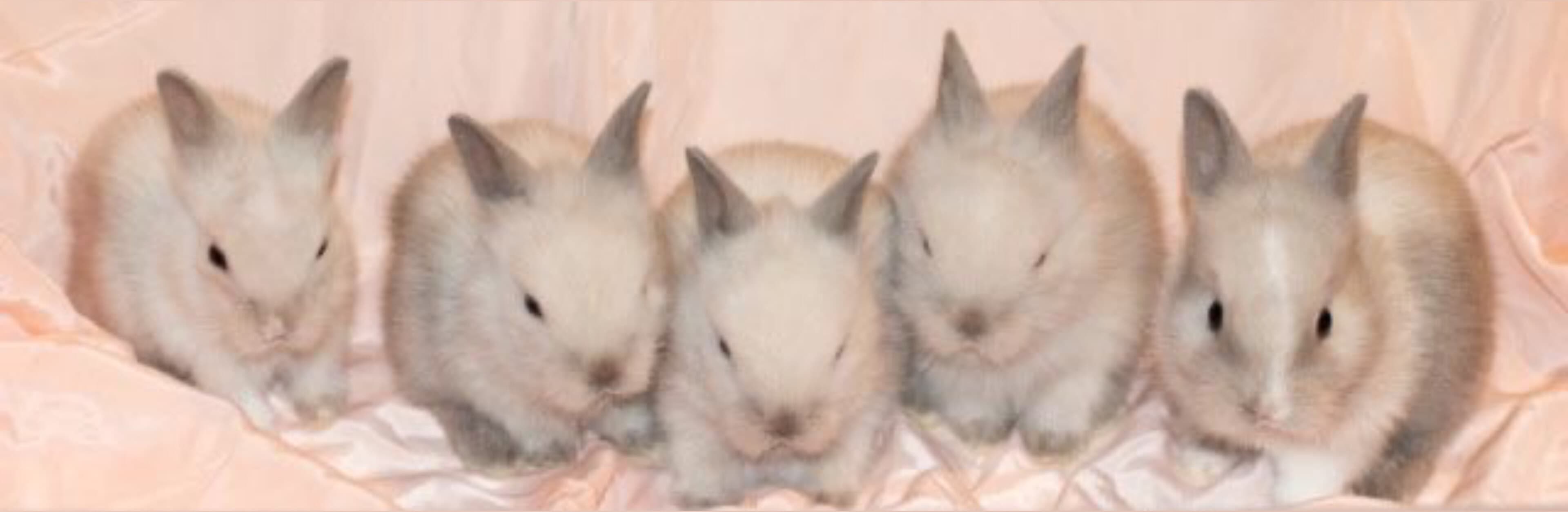 cheyenne <3 banner image