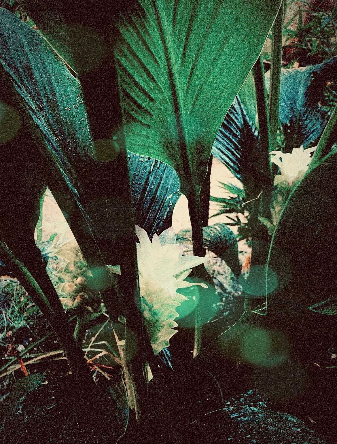 Lili A banner image