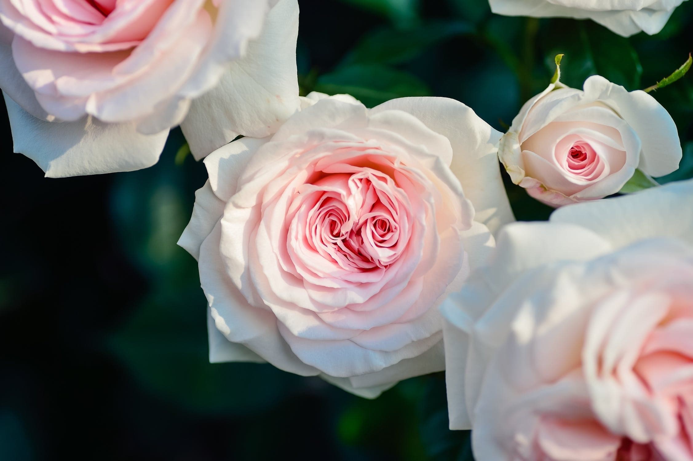 Charlote rose banner image