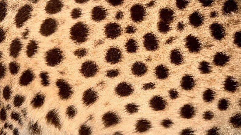 NALA ๐พ banner image