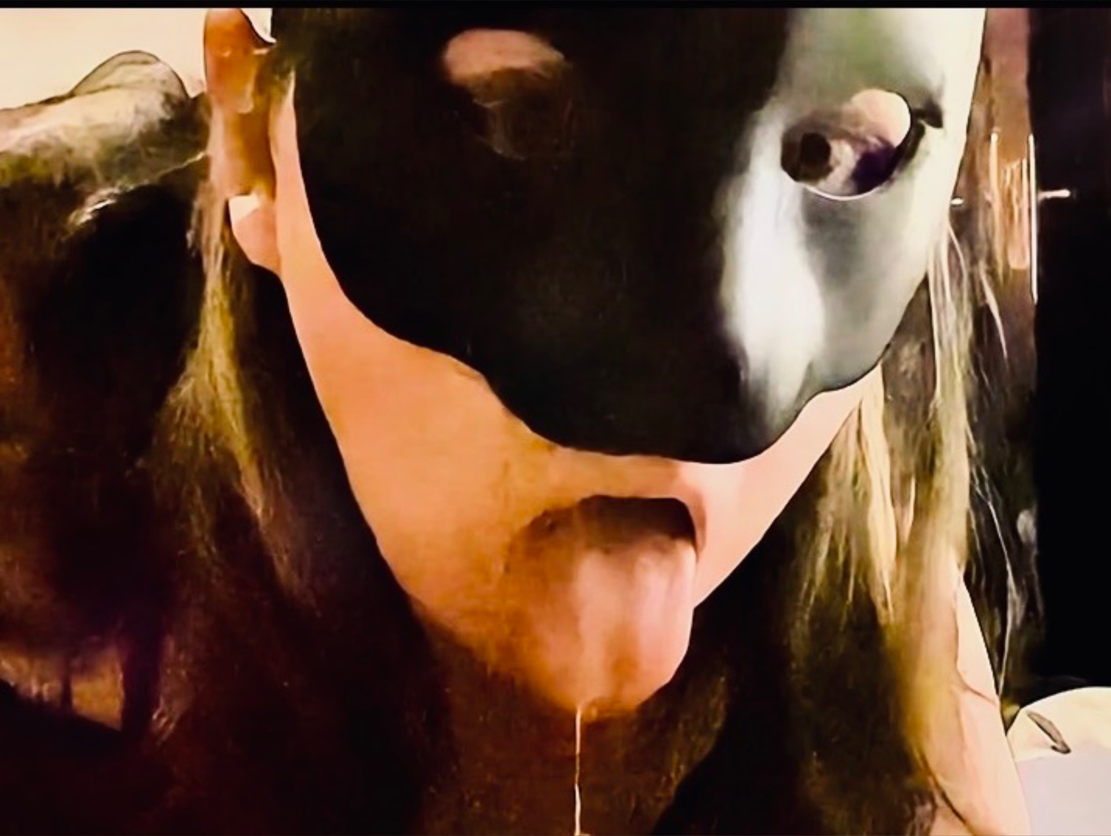 LadyCat banner image
