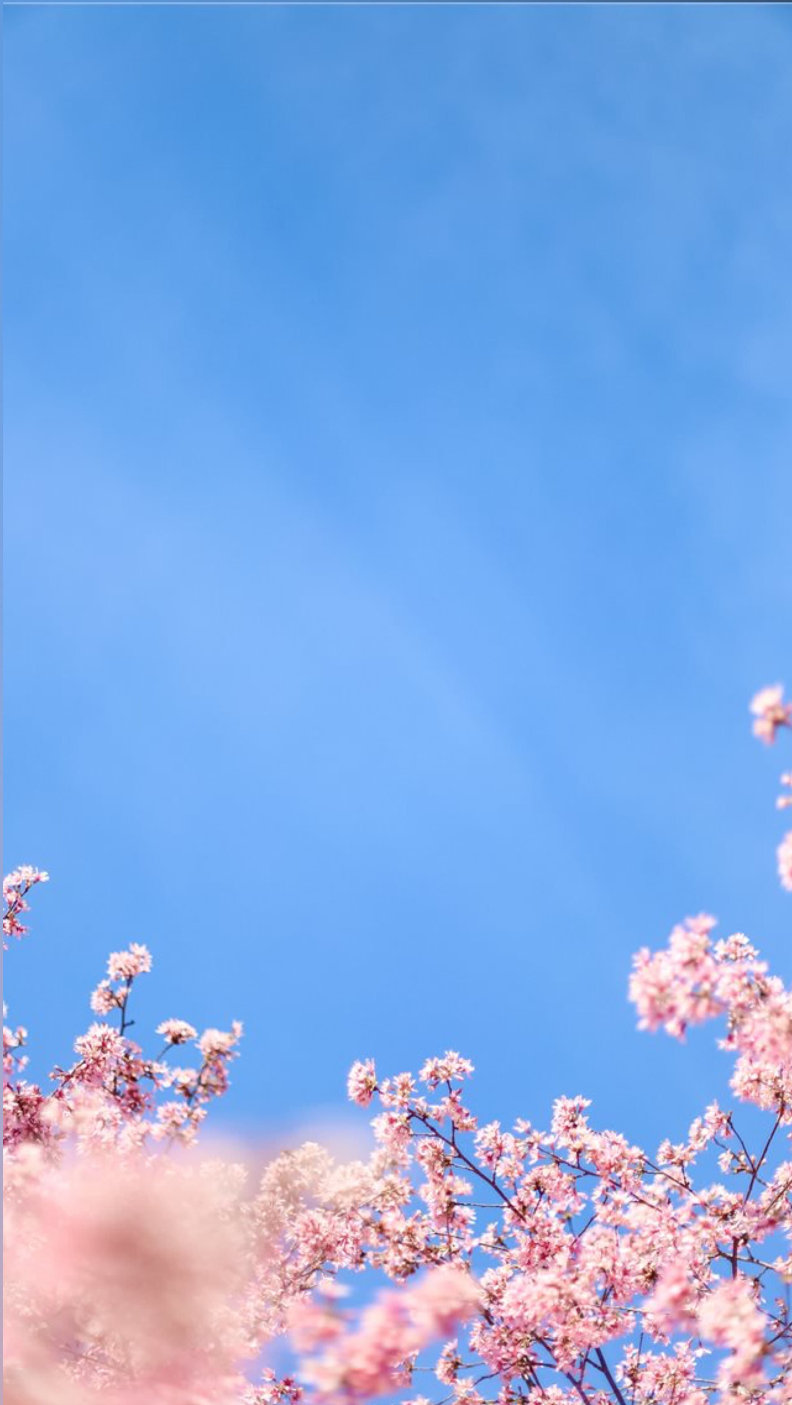 Princess Ruby banner image