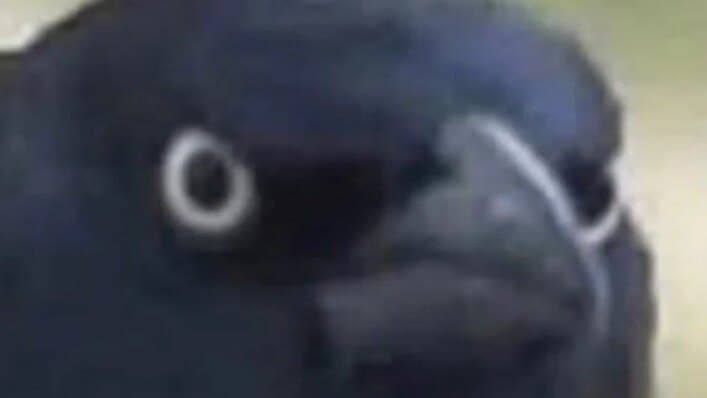 Elanil banner image