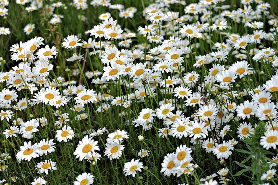 Daisy🌼 banner image
