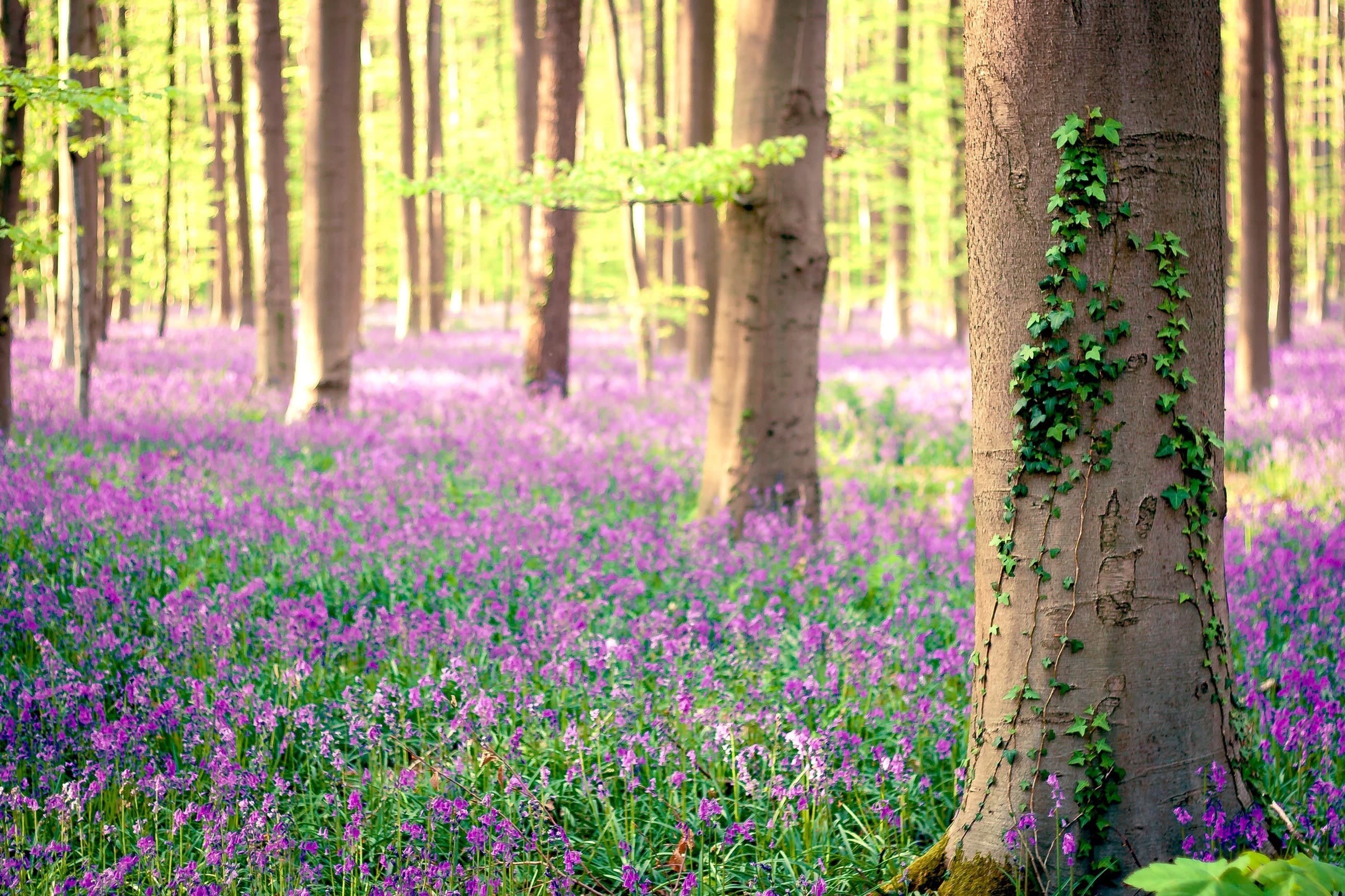 Fairy Me banner image