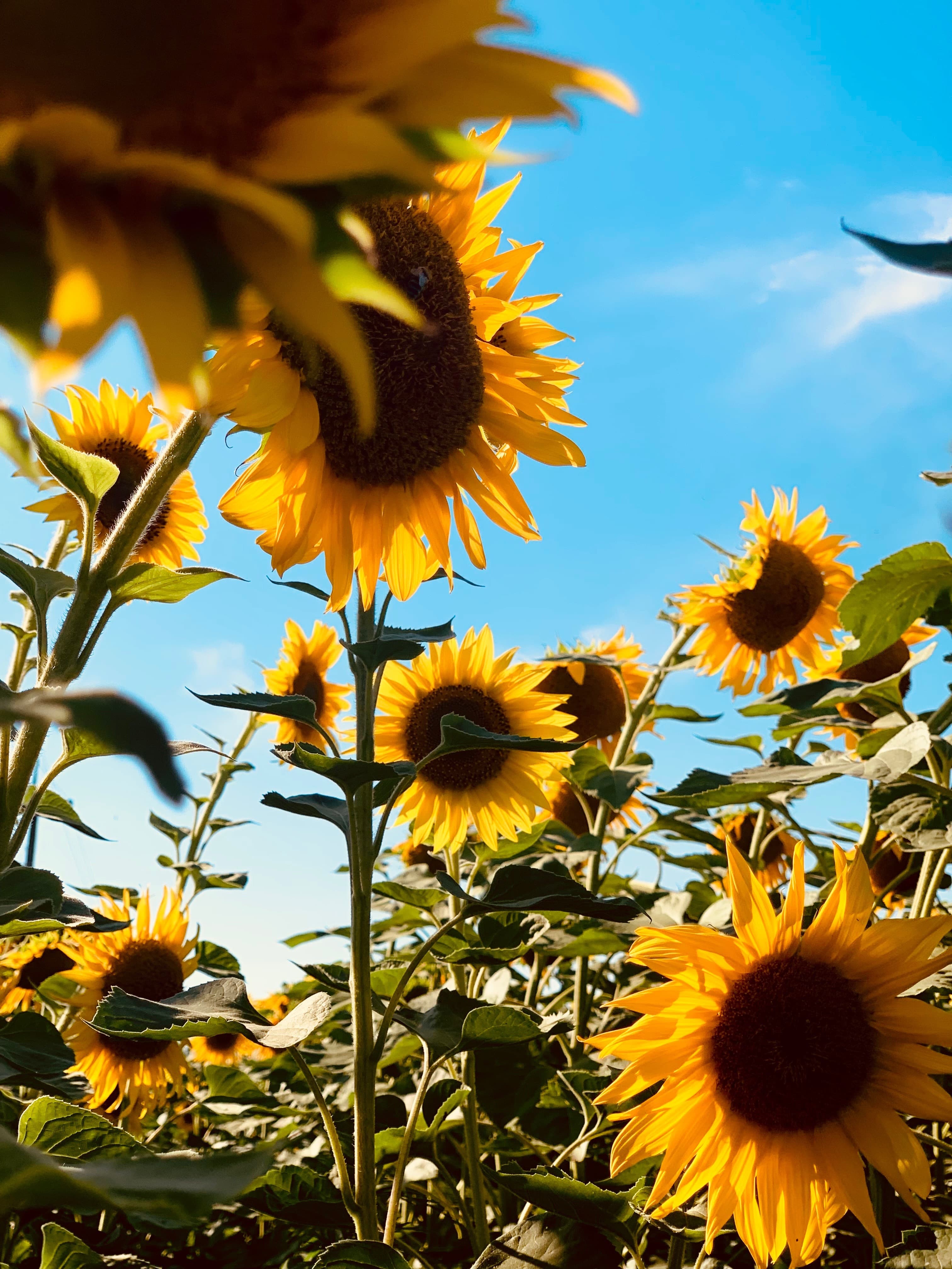 MyHappiness banner image