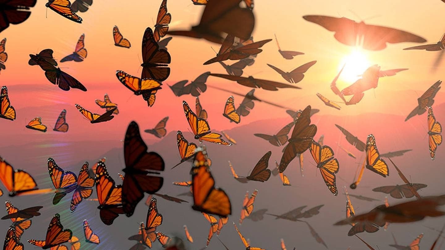 π²ππππ π¦ banner image