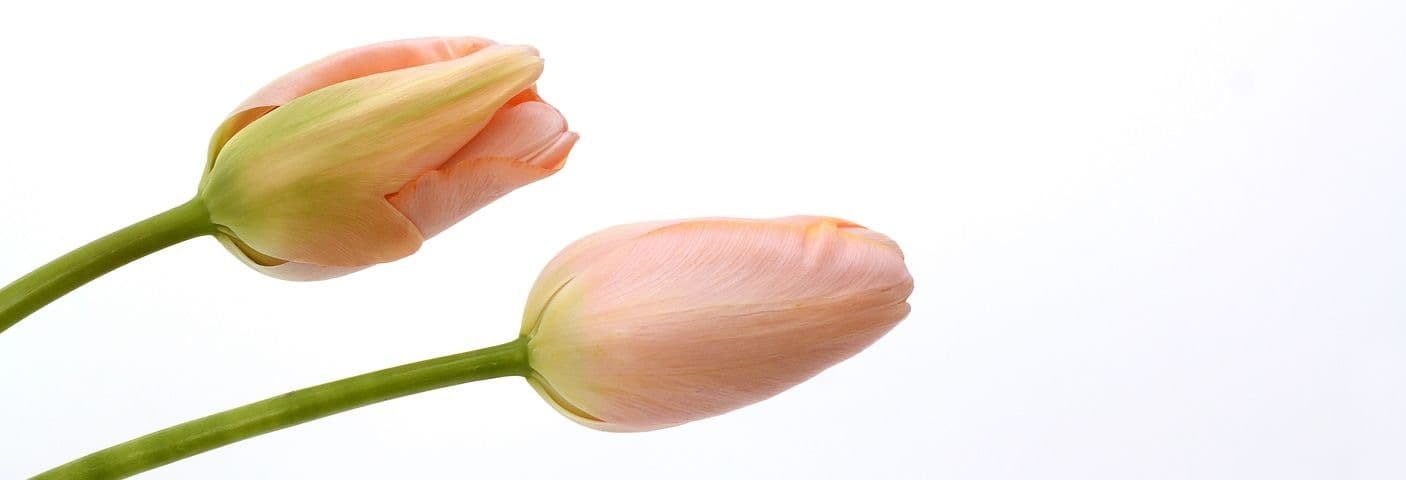 Mellivenya banner image