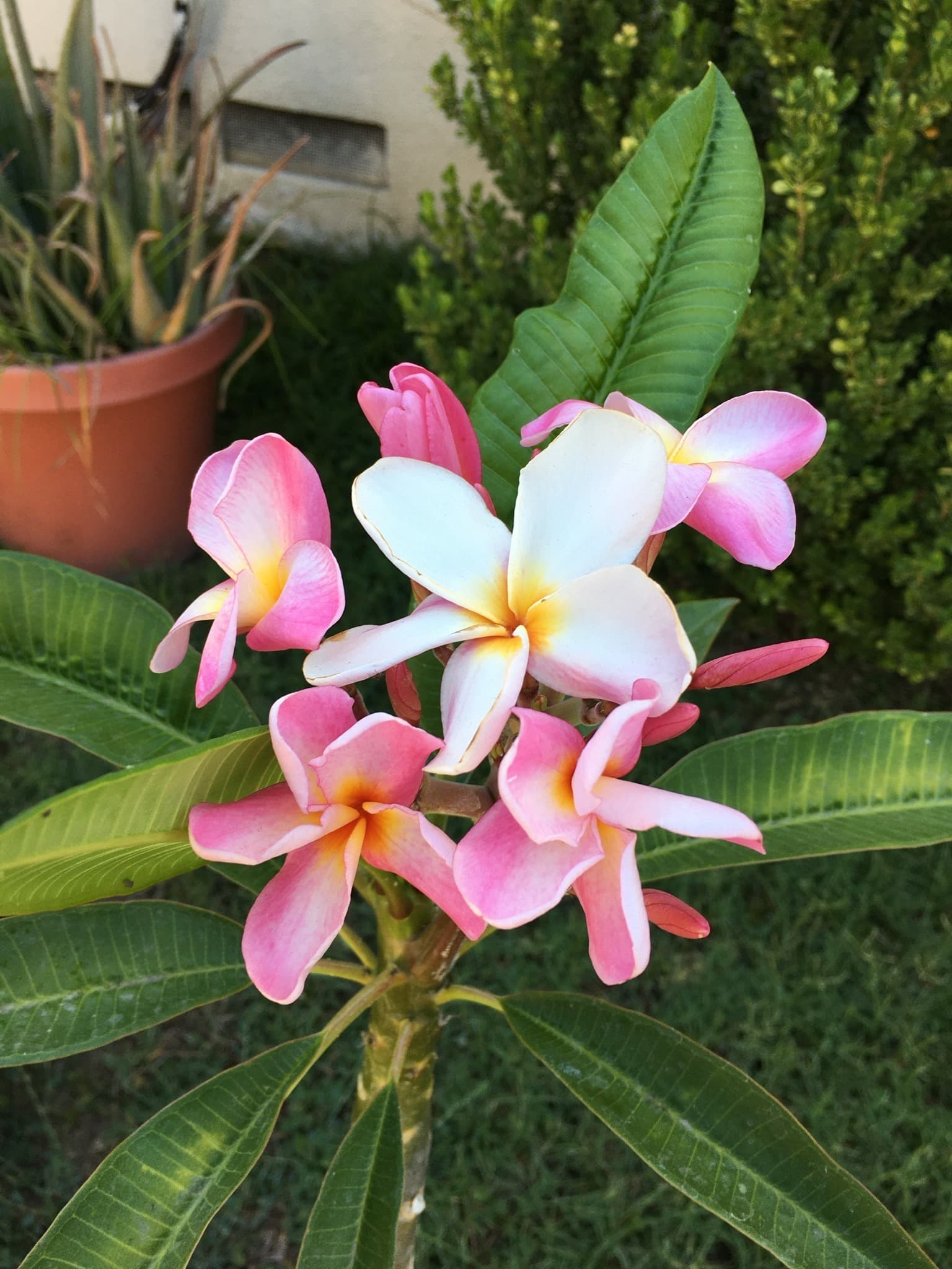 Lilly Rose banner image