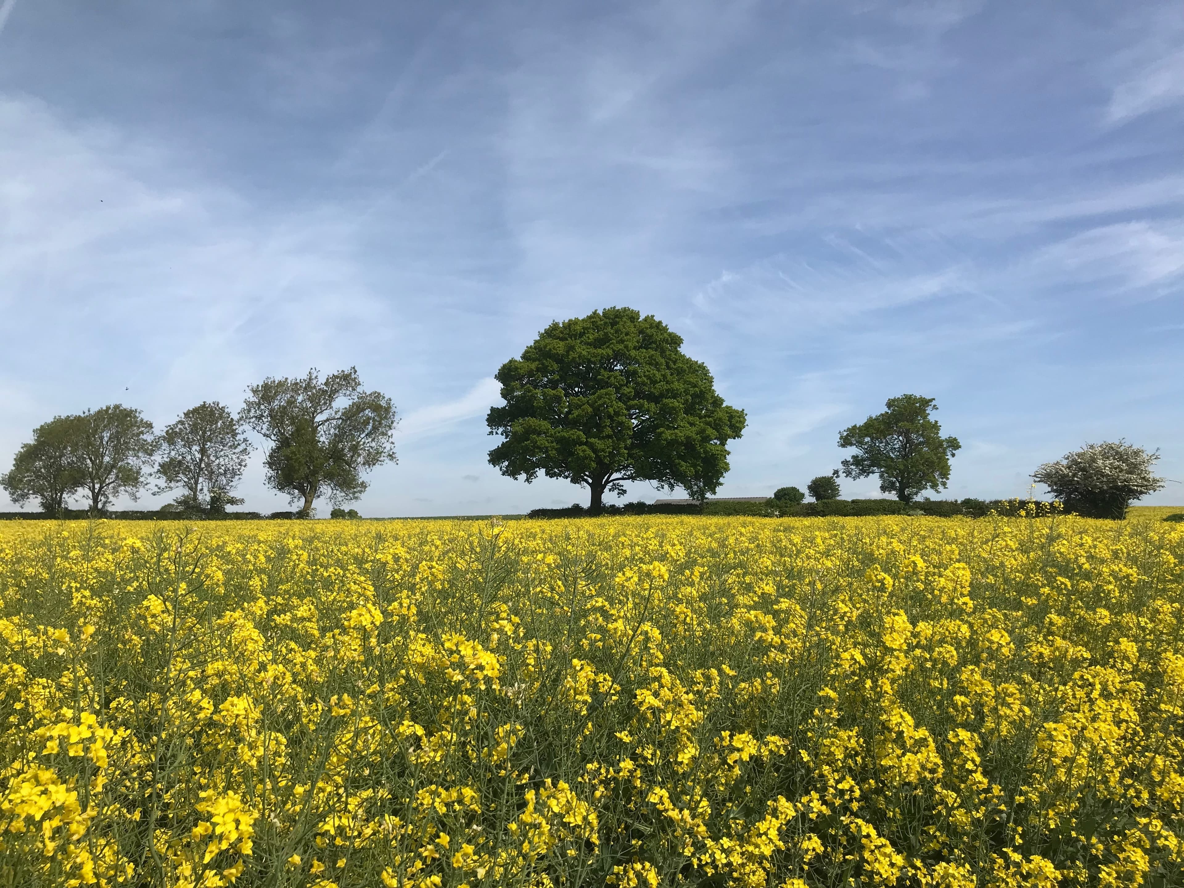 Irish Country Girl banner image