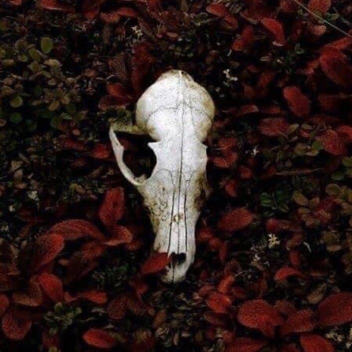 Persephone banner image