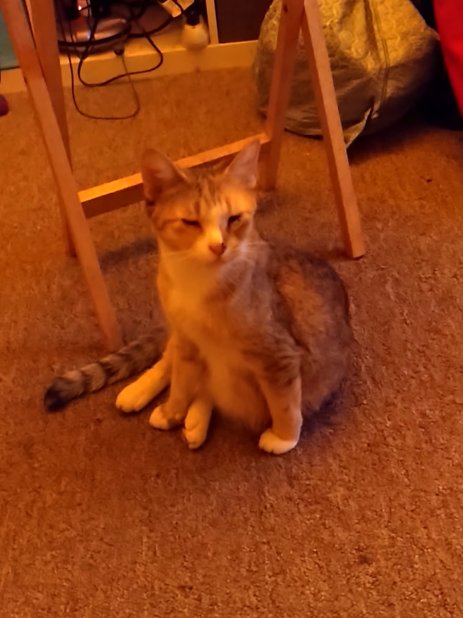 Philly Felines banner image