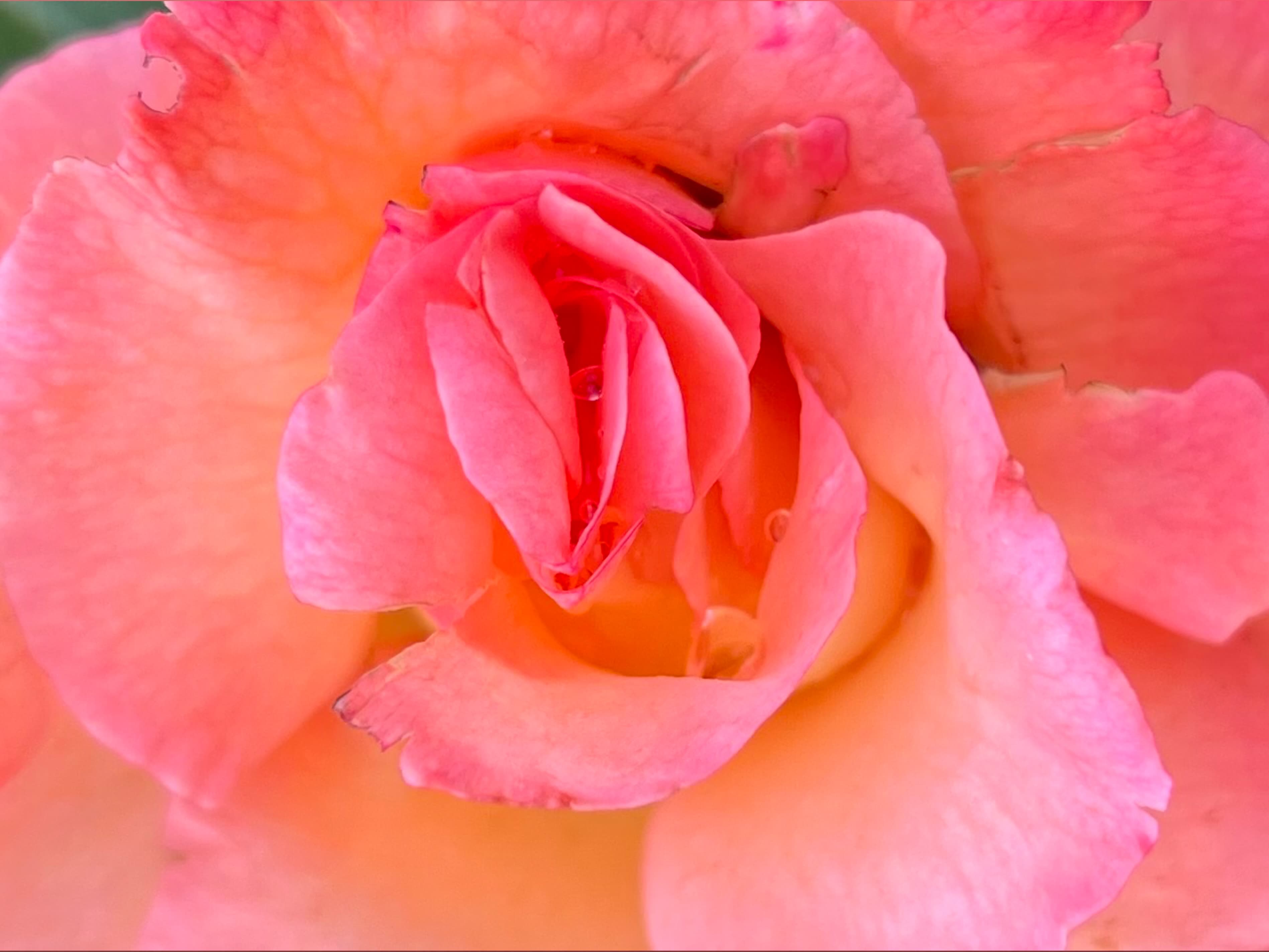 Goddess Rose banner image