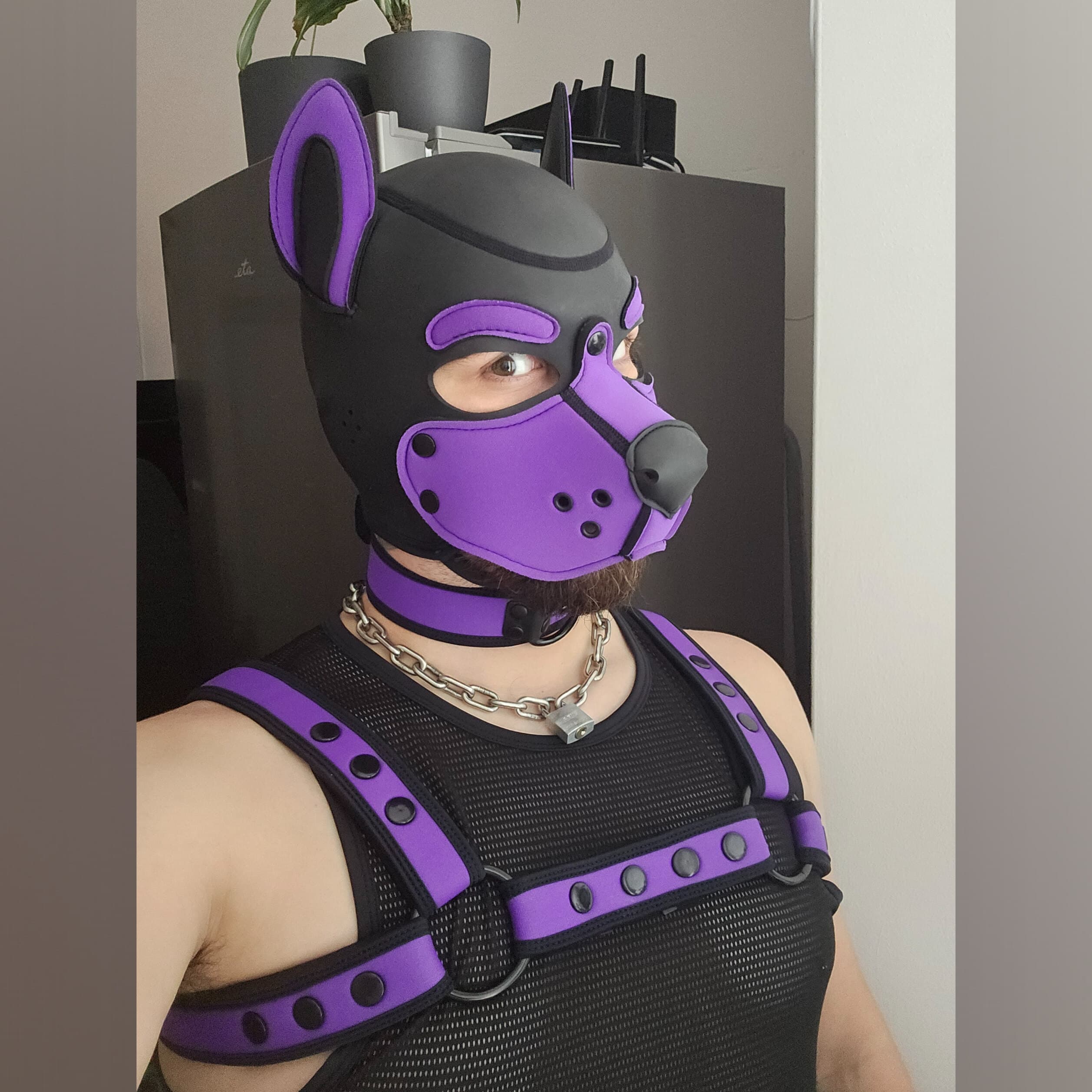 Beta pup Asher banner image