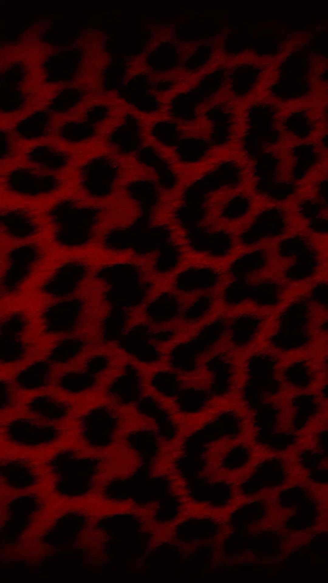 Teddy bear banner image