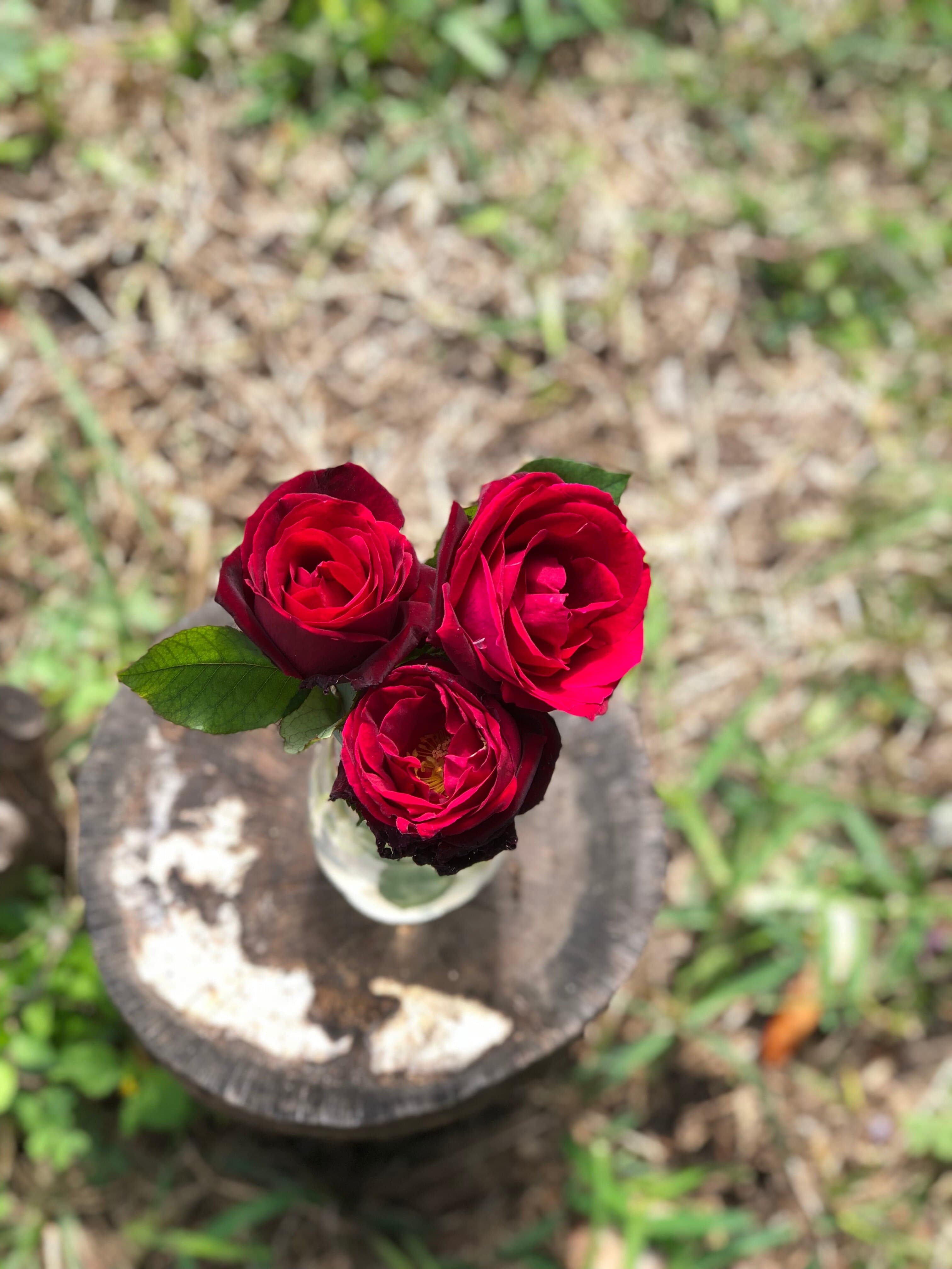 Marisol Villegas banner image