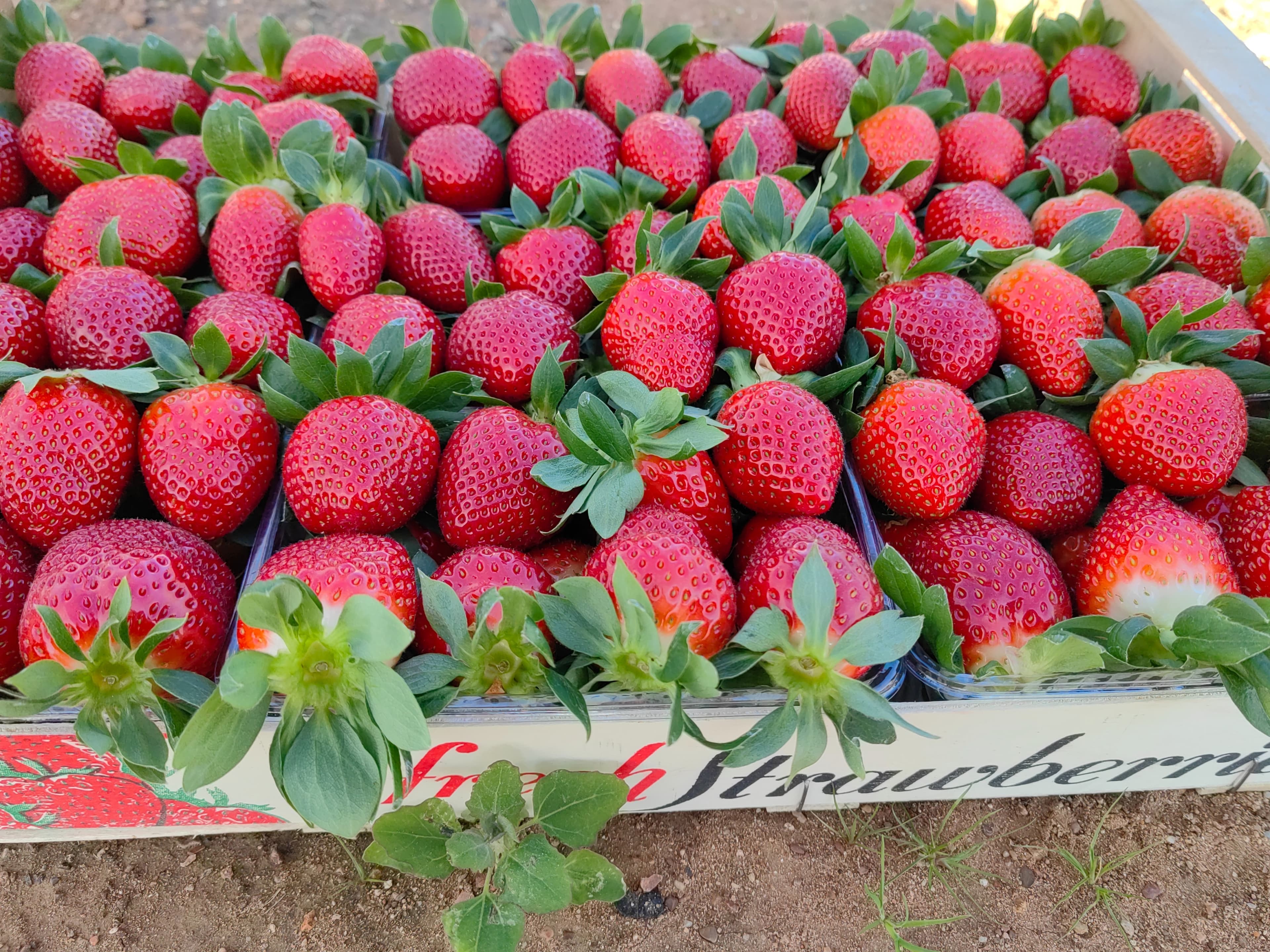 Greek Strawberry banner image