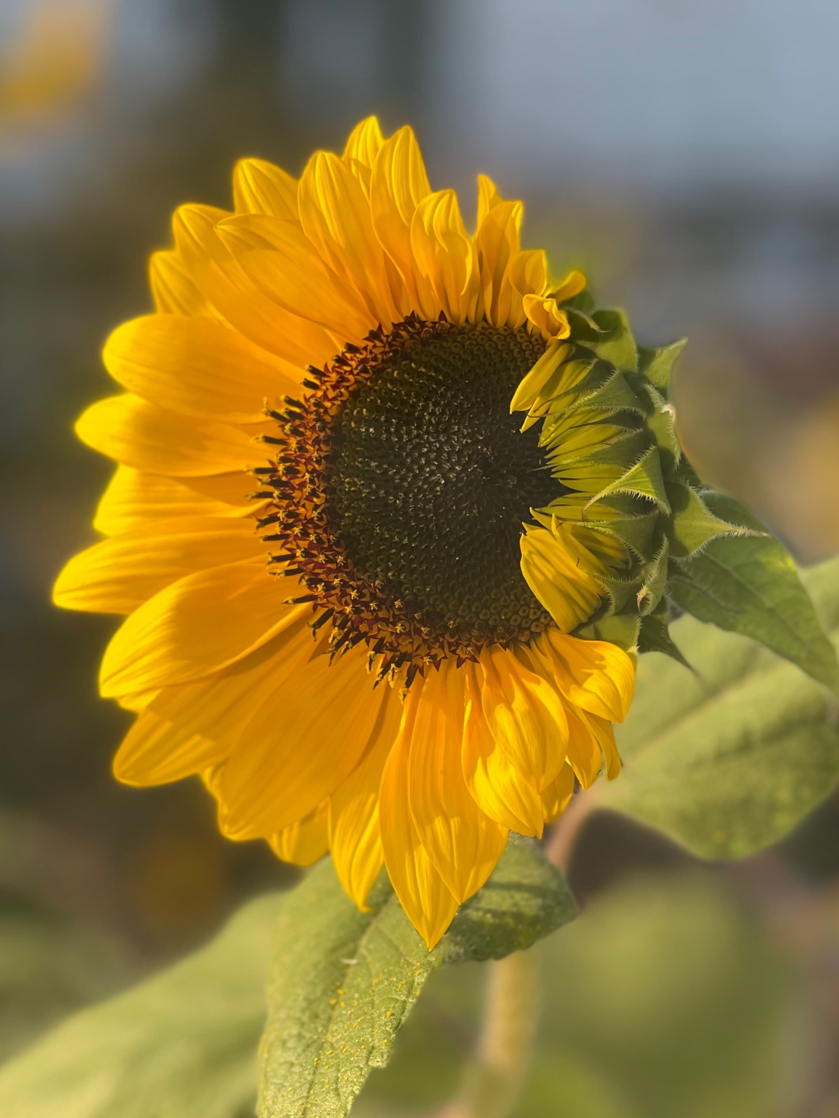 Sexyvixensgarden banner image