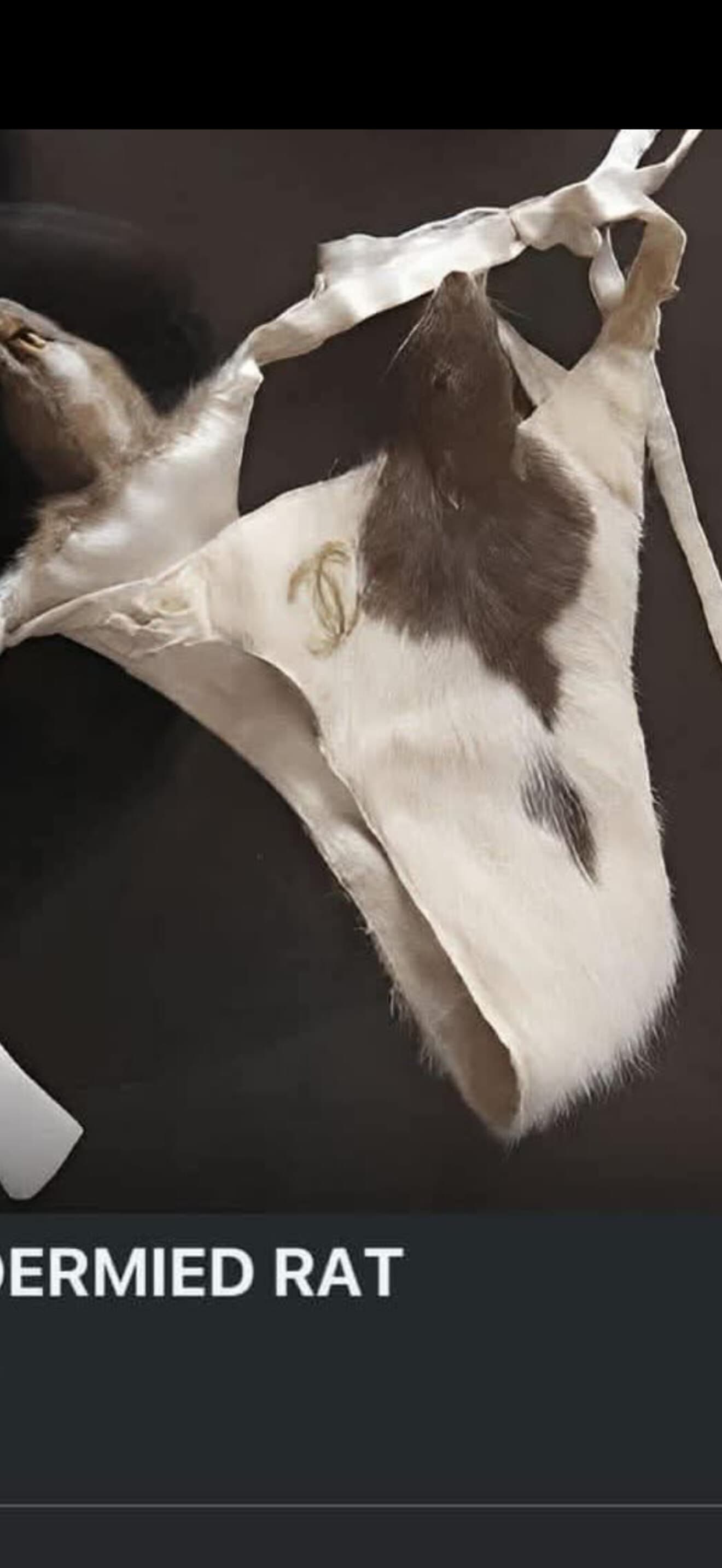 Taxidermmyrat banner image
