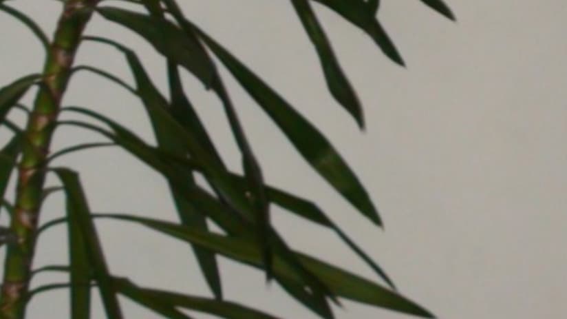 Johnny Guides banner image