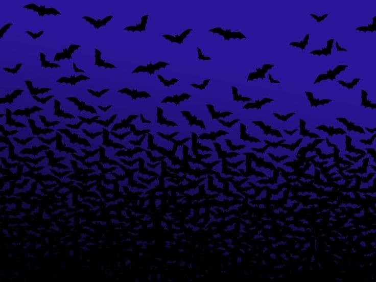 Rowan Blair banner image