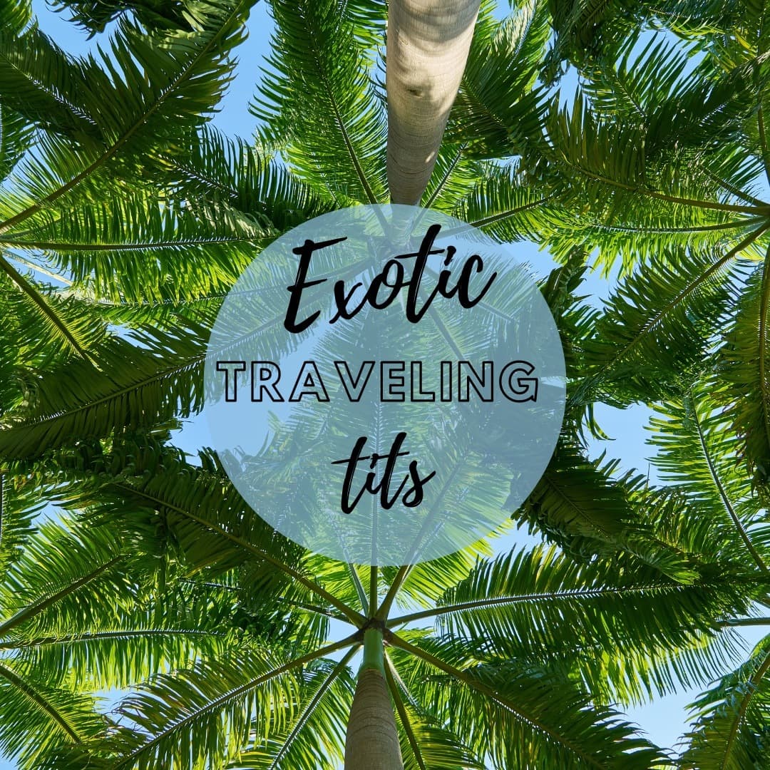 Exotic Traveling Tits banner image