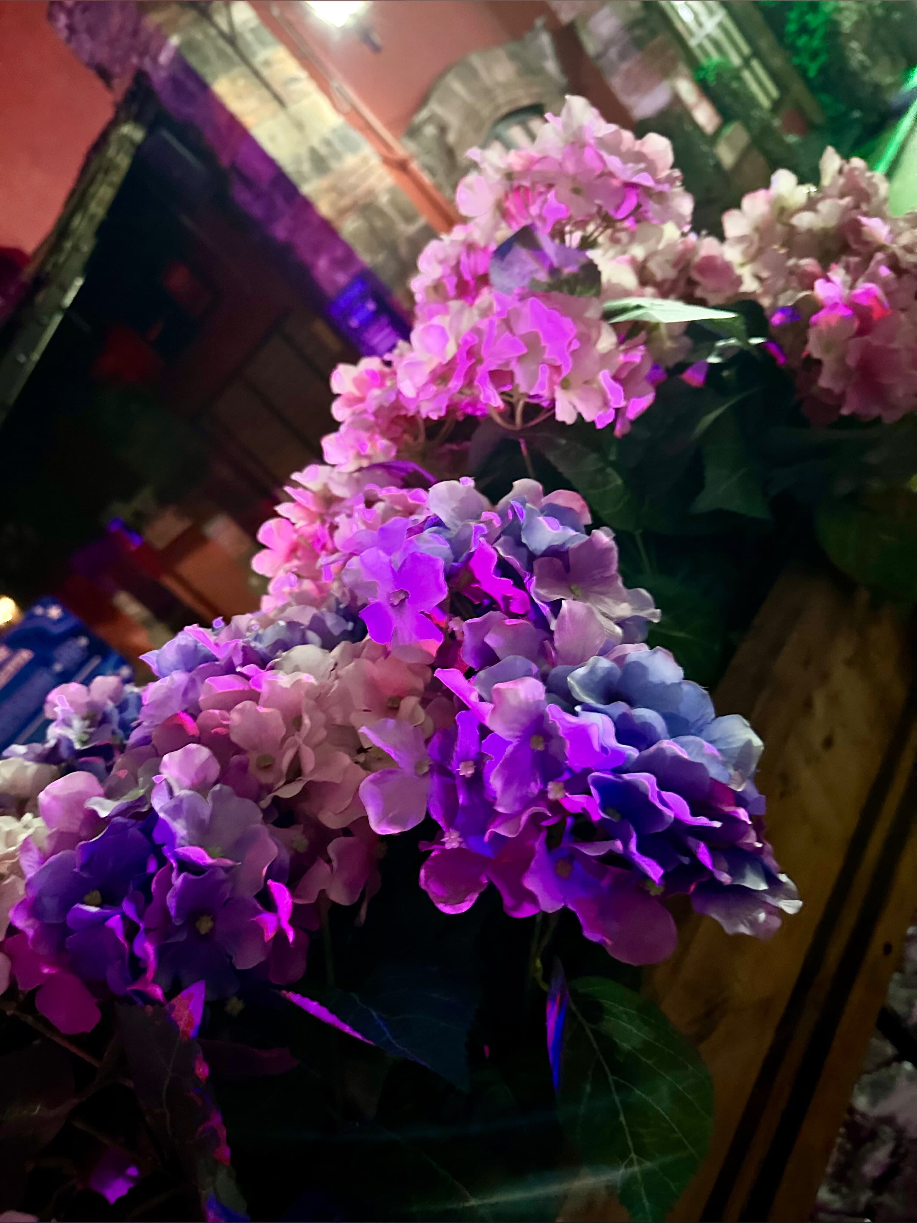 Lina_Seduccion banner image